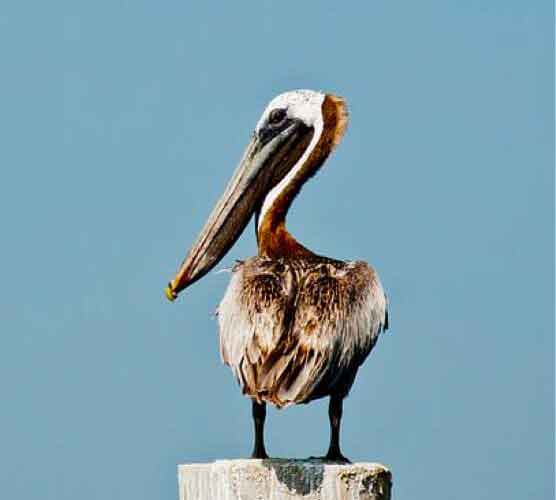 小黑ddos压力测试平台